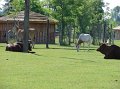 zoosafari_2011-619