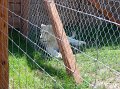 zoosafari_2011-657
