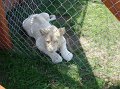 zoosafari_2011-659
