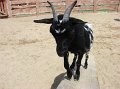 zoosafari_2011-708