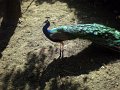 XXV_rajd_modrzewskijego_2012-248