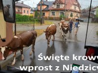 zielona szkola klas II i III 2016-298
