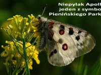 zielona szkola klas II i III 2016-638