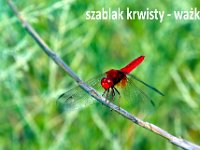 przez gory bulgarii do delty dunaju 2017-222
