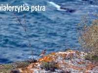 przez gory bulgarii do delty dunaju 2017-408
