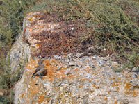 przez gory bulgarii do delty dunaju 2017-409