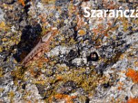 przez gory bulgarii do delty dunaju 2017-419