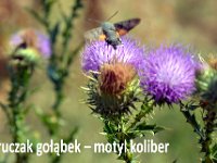 przez gory bulgarii do delty dunaju 2017-533