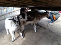 wycieczka kl IC do pasieki w lipkach-184