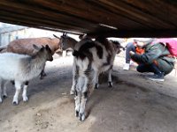 wycieczka kl IC do pasieki w lipkach-185
